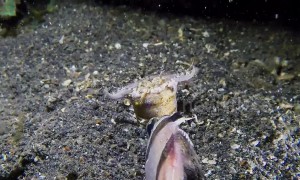 Terrifying footage of a Bobbitt worm attacking its prey on sea floor