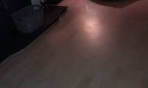 Excited Bulldog Puppy Rips Through House