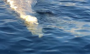 Shark Feasts on Floating Whale Carcass