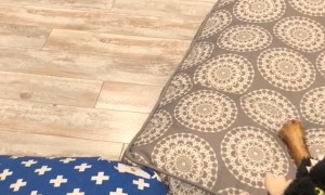 Siberian Husky Surprises His Human