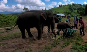 Cheeky baby elephant knocks over tourist trying to take a selfie with it
