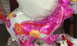 Dog Sleeps in Baby Cradle