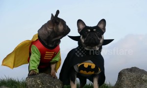 "Holy Canines!" Cute French bulldogs dressed as Batman and Robin