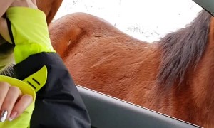 Friendly Horses Block Road