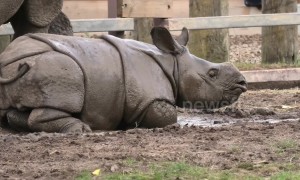 This baby rhino loves a good roll in the mud