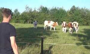 Cattle rush over after man calls them with loud burps