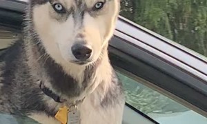 Girl Can't Get Dog to Smile