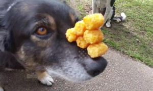 Incredibly patient dog balances a pyramid of tater tots on nose