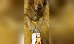 Golden retriever switches off unflattering video of itself snoring