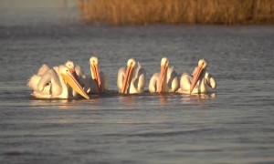 Synchronized Pelican Feeding