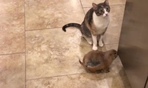 Kitty Cleans Prairie Dog Pal