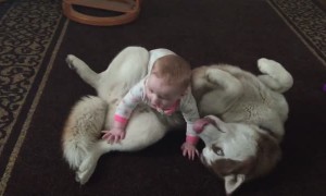 Siberian Husky plays gently with 7-month-old baby