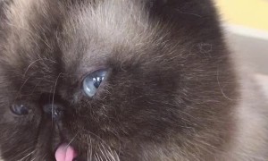 Kitty Cat Blowing Bubbles