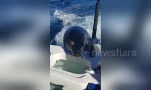 Cute sea lion hitches a lift on boat