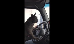 French bulldog takes semitruck for a spin