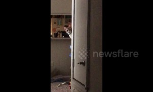 Clumsy cat fails at playing peek-a-boo