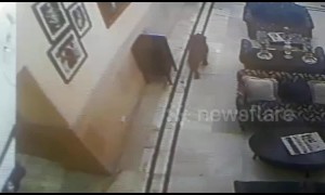 Leopard stalks hotel lobby at famous hill station in north India