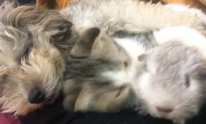 Poodle, Cat and Gerbil Nap Together