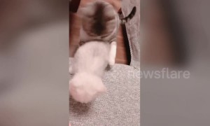 Cat helps other cat friend jump from desk to sofa