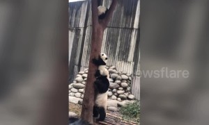 Concerned panda mum drags her baby down from tree