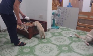 Determined Dog Prevents Man from Punishing Puppy