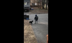 Touching footage of a dog greeting his owner off of the school bus