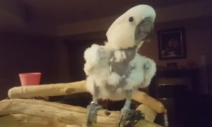 Cockatoo throws a tantrum after being denied a donut