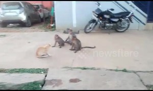 Cool cat sits unfazed as band of monkeys tries to engage it in friendly fight