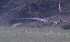 Coyote Dining at Dusk