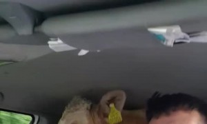 Van with a Baby Bovine in Back