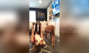 Hilarious moment toddler and dog interrupt mother's workout