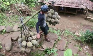 Strong durian bearers carry up to 120 kg of fruit to market every day