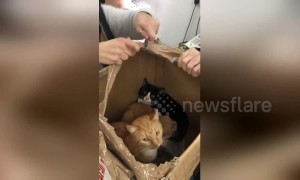 Nearly a dozen cats rescued after being left for dead in alleyway