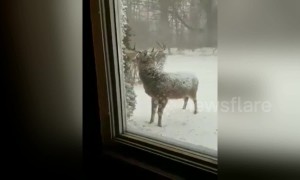 Cute deer visits Maryland home in the snow