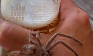 Creepy Crawly Joins in for a Cold One