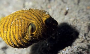Juvenile Starry Puffer Fish