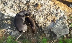 Puppy Rescued While Mother Watches Anxiously