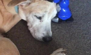 Robots Help the Dog Relax