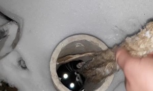 Cute Kitten Rescued from a Pipe