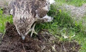 Man Helps Hawk Hunt for Grub