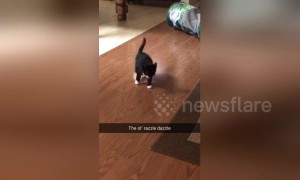 Abandoned kitten with neurological condition gets adopted