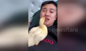 Duckling won't stop ‘brushing’ owner's teeth