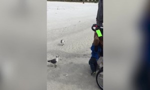 Kids have Cute Reaction to Seagulls