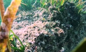 Octopus Hides Among the Plants