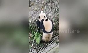 Keeper uses apples to stop intense fight between pandas