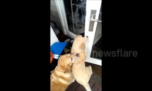 Not without my toy! Persistent dog struggles to enter home with stuffed animal