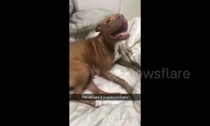 Woman freaks out when foster dog goes into labour
