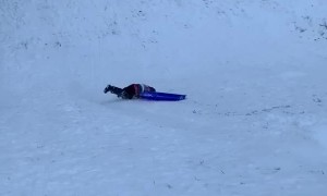 Sledders Taking a Spill
