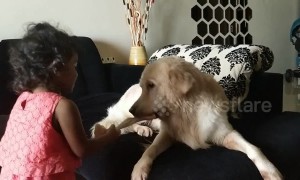 Dog and toddler have tug-of-war