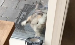 Kitty Has Special Way of Alerting Owner She Wants Inside